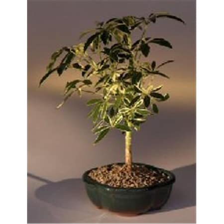 Paisaje Golden Hawaiian Umbrella Bonsai Tree - Arboricola Schefflera Luseanne - Small PA2810838